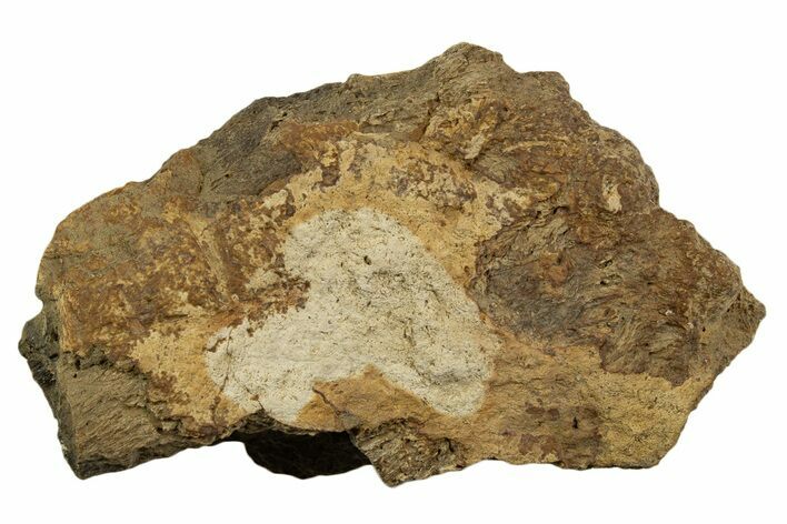 Dinosaur (Triceratops) Frill Shield Section - Montana #338851